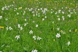 Imagem de Narcissus poeticus subsp. radiiflorus (Salisb.) Baker