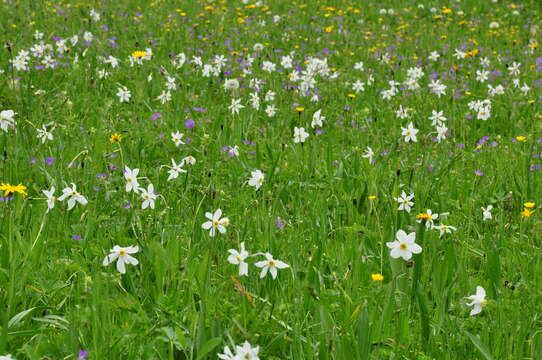 Слика од Narcissus poeticus subsp. radiiflorus (Salisb.) Baker