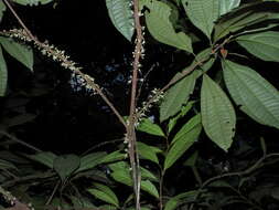 Image of Henriettea caudata (Gleason) Penneys, Michelang., Judd & Almeda