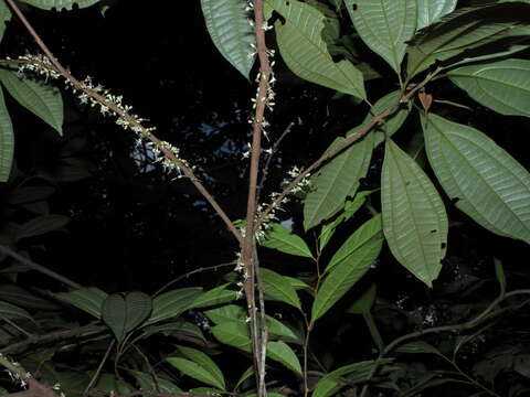 Henriettea caudata (Gleason) Penneys, Michelang., Judd & Almeda的圖片