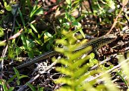 Image of Ornate Girdled Lizard