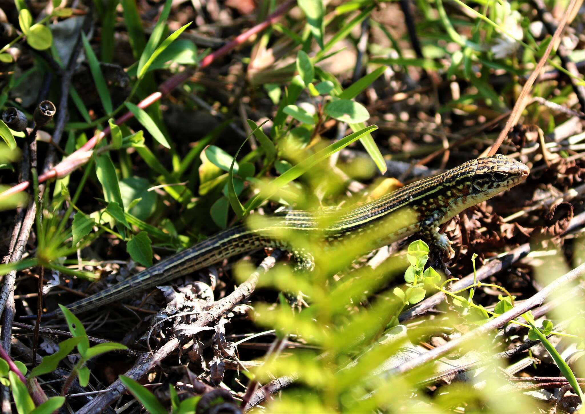 Image of Ornate Girdled Lizard