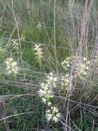 Image of Habenaria gourlieana Gillies ex Lindl.