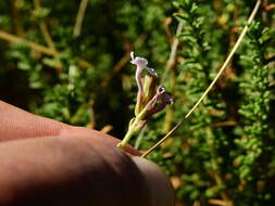 Image of Junellia succulentifolia (Kuntze) Moldenke