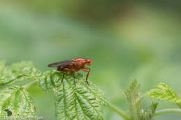 Image of Dryomyza anilis Fallen 1820