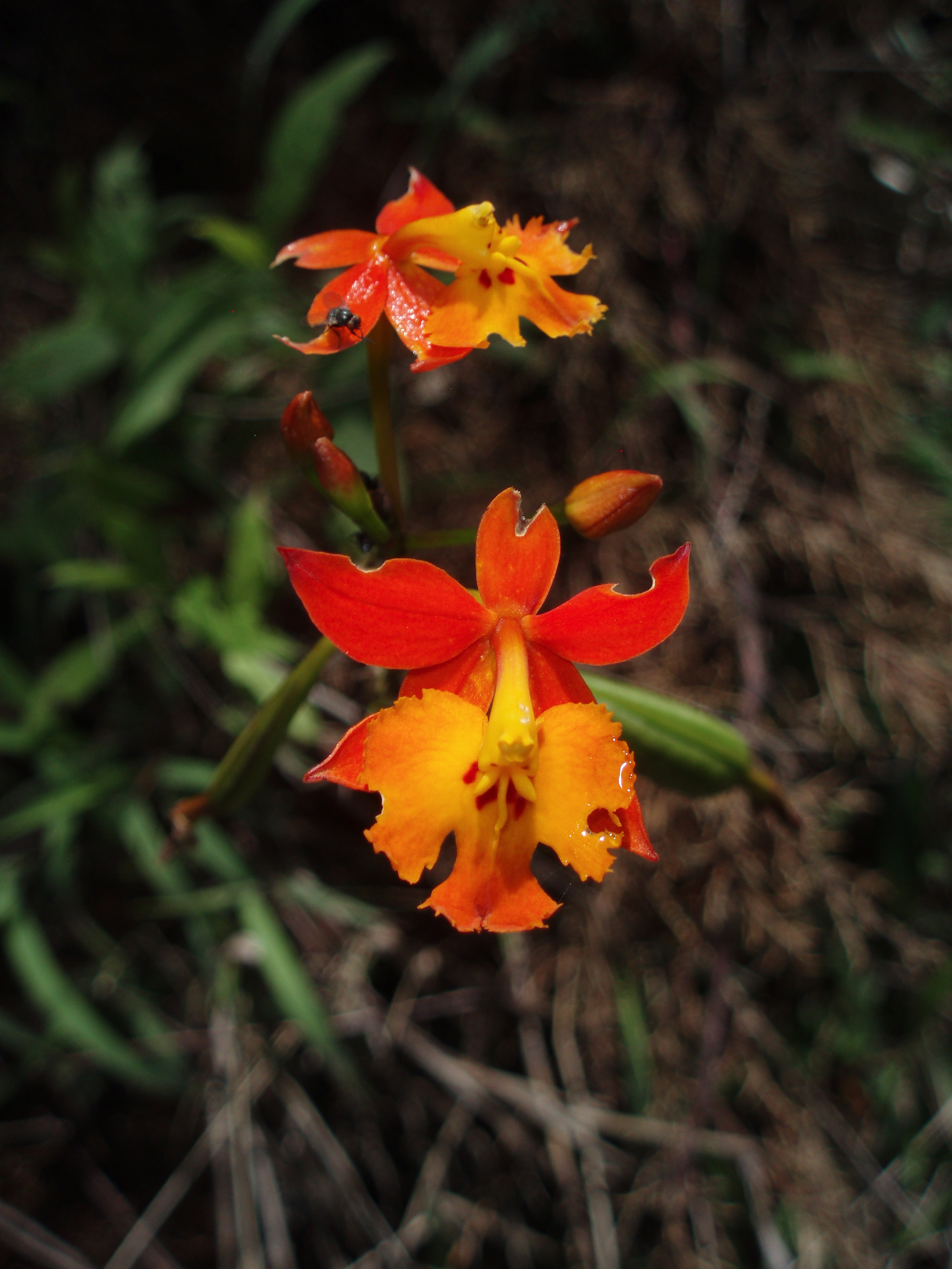 fire star orchid - Encyclopedia of Life