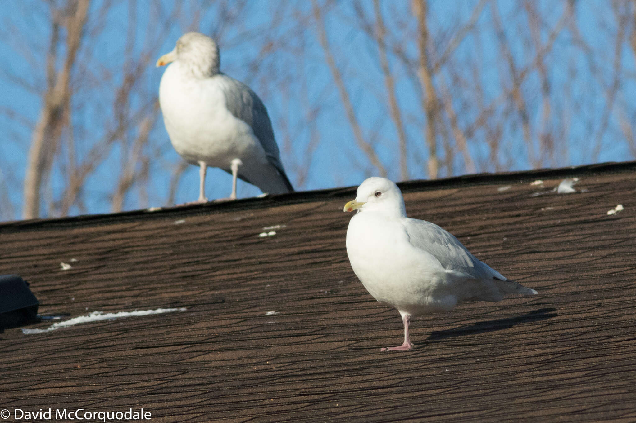 Image de Larus glaucoides kumlieni Brewster 1883