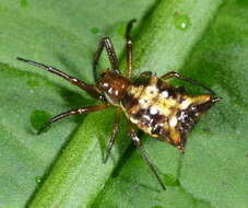 Image of Micrathena fidelis (Banks 1909)