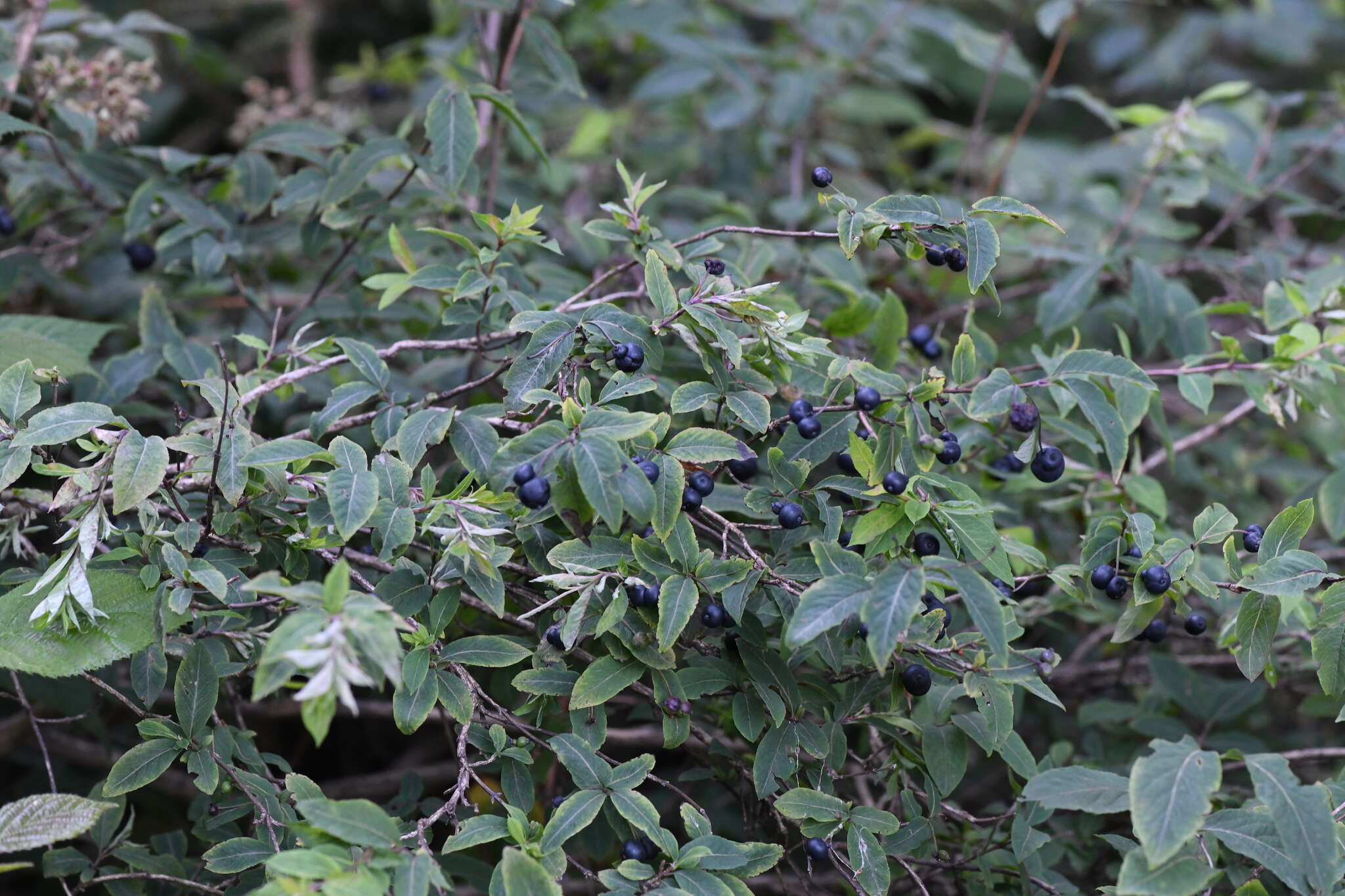 Lonicera nigra L. resmi