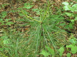 Image of Korean Pine