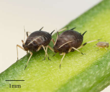 Image of Cowpea aphid