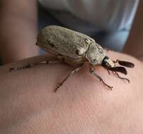 Image of Polyphylla (Xerasiobia) alba (Pallas 1773)