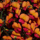 Image of Chorizema glycinifolium (Sm.) Druce