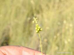 Image of Reseda stricta Pers.