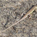 Image of Short-headed Sandveld Lizard