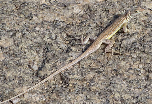 Image of Short-headed Sandveld Lizard