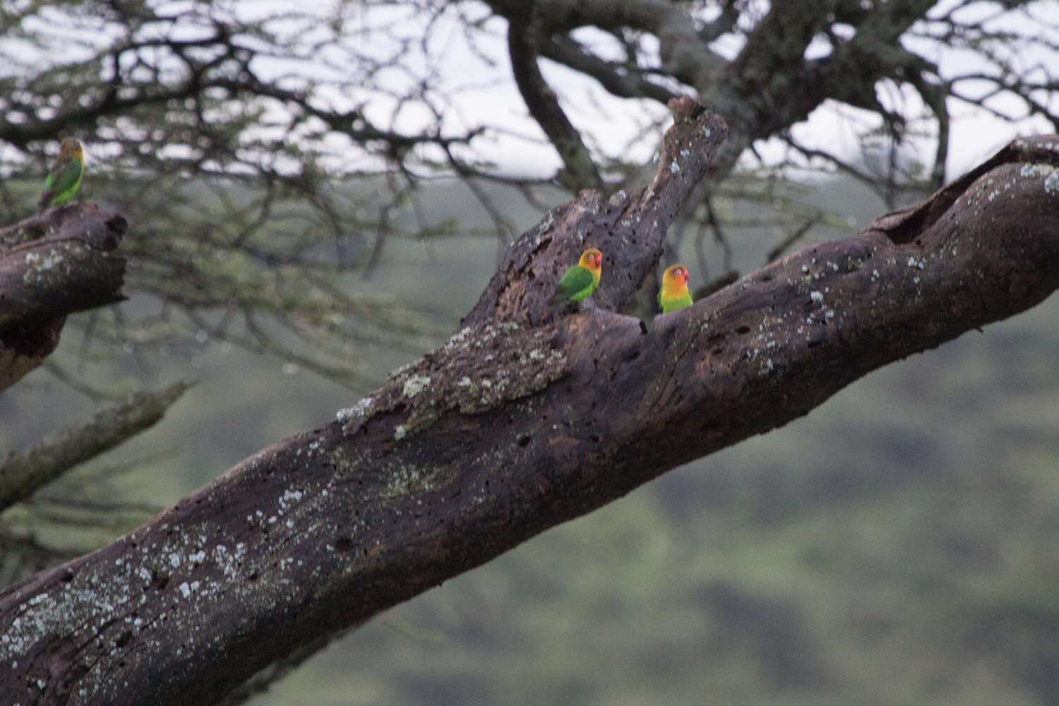 Image of Fischer's Lovebird