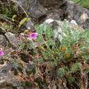 Image of Erodium elatum (Formánek) R. T. F. Clifton