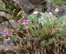 Image of Erodium elatum (Formánek) R. T. F. Clifton