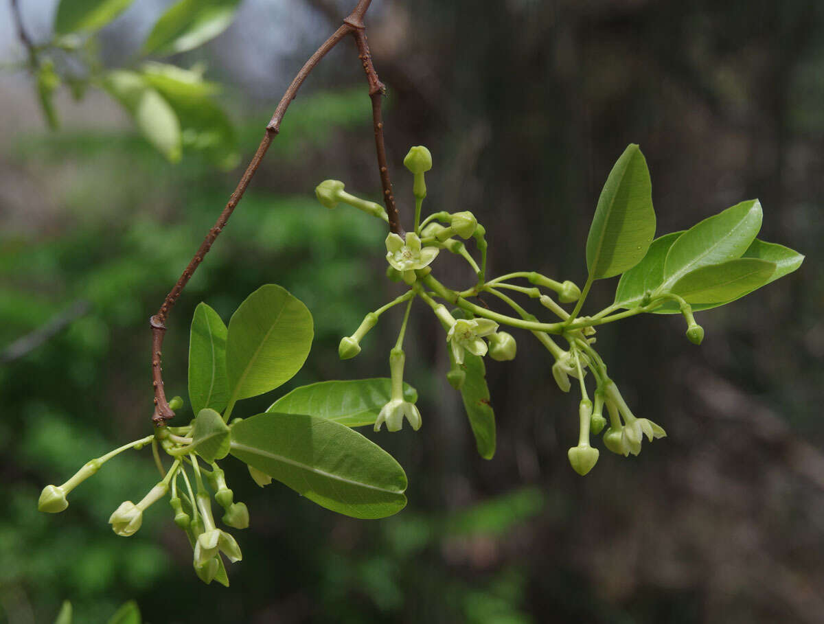 Image of Gymnanthera oblonga (Burm. fil.) P. S. Green