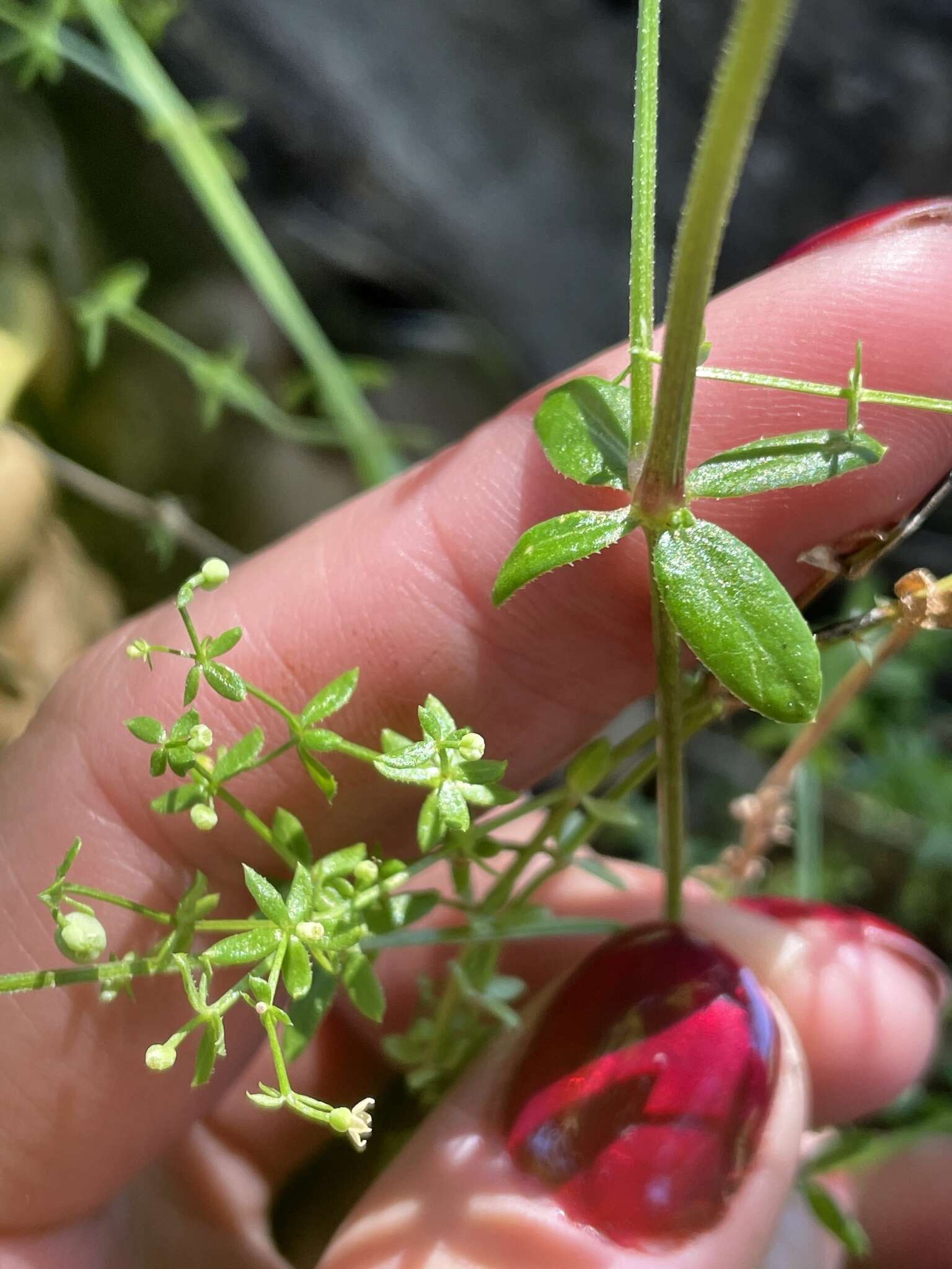 Image of graceful bedstraw