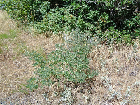 Image of Mt. Adams lupine