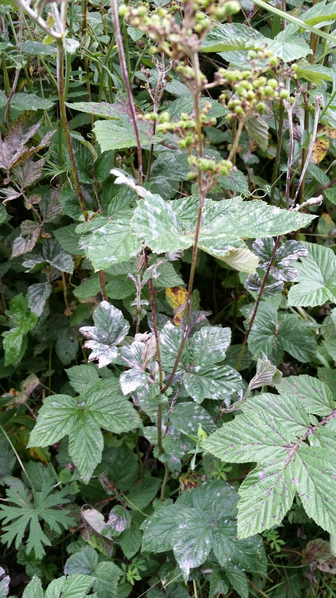 Podosphaera spiraeae (Sawada) U. Braun & S. Takam. 2000 resmi