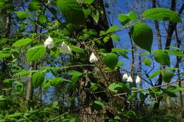 Image de Halesia carolina L.