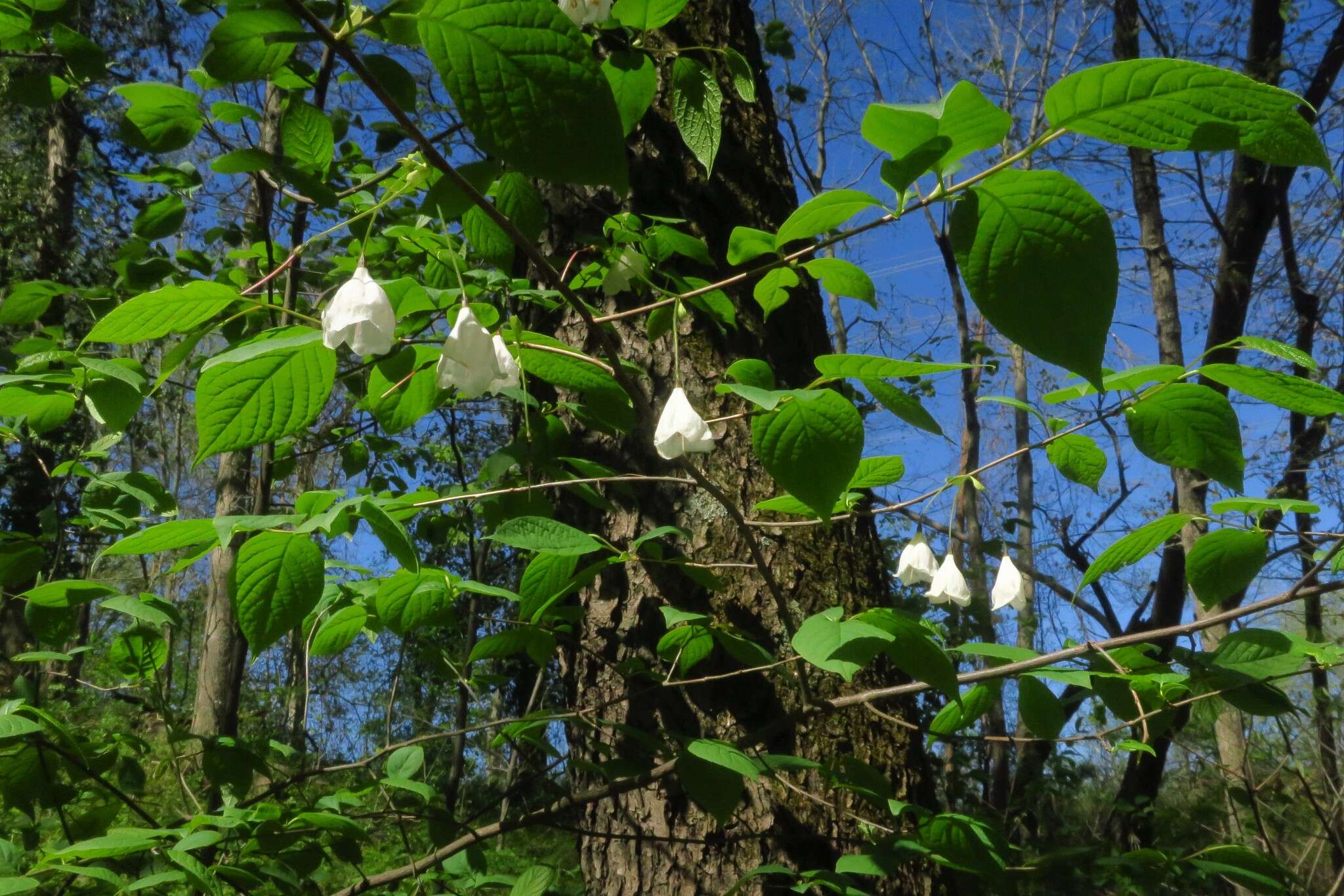 Image de Halesia carolina L.