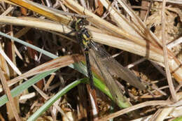 Image of Leucorrhinia patricia Walker 1940