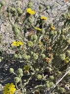 Image of grassland tarweed