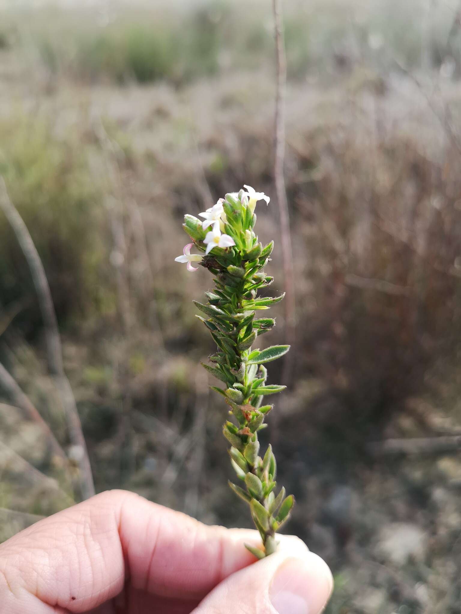 Image of Gnidia spicata (L. fil.) Gilg