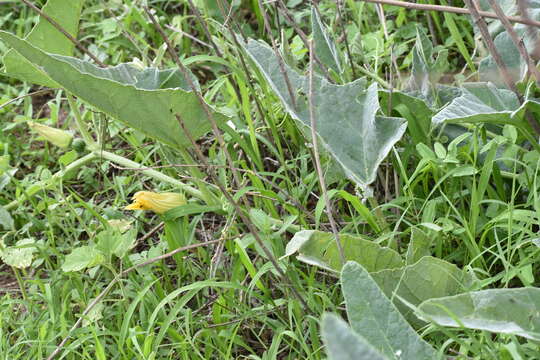 Image of Buttercup Squash