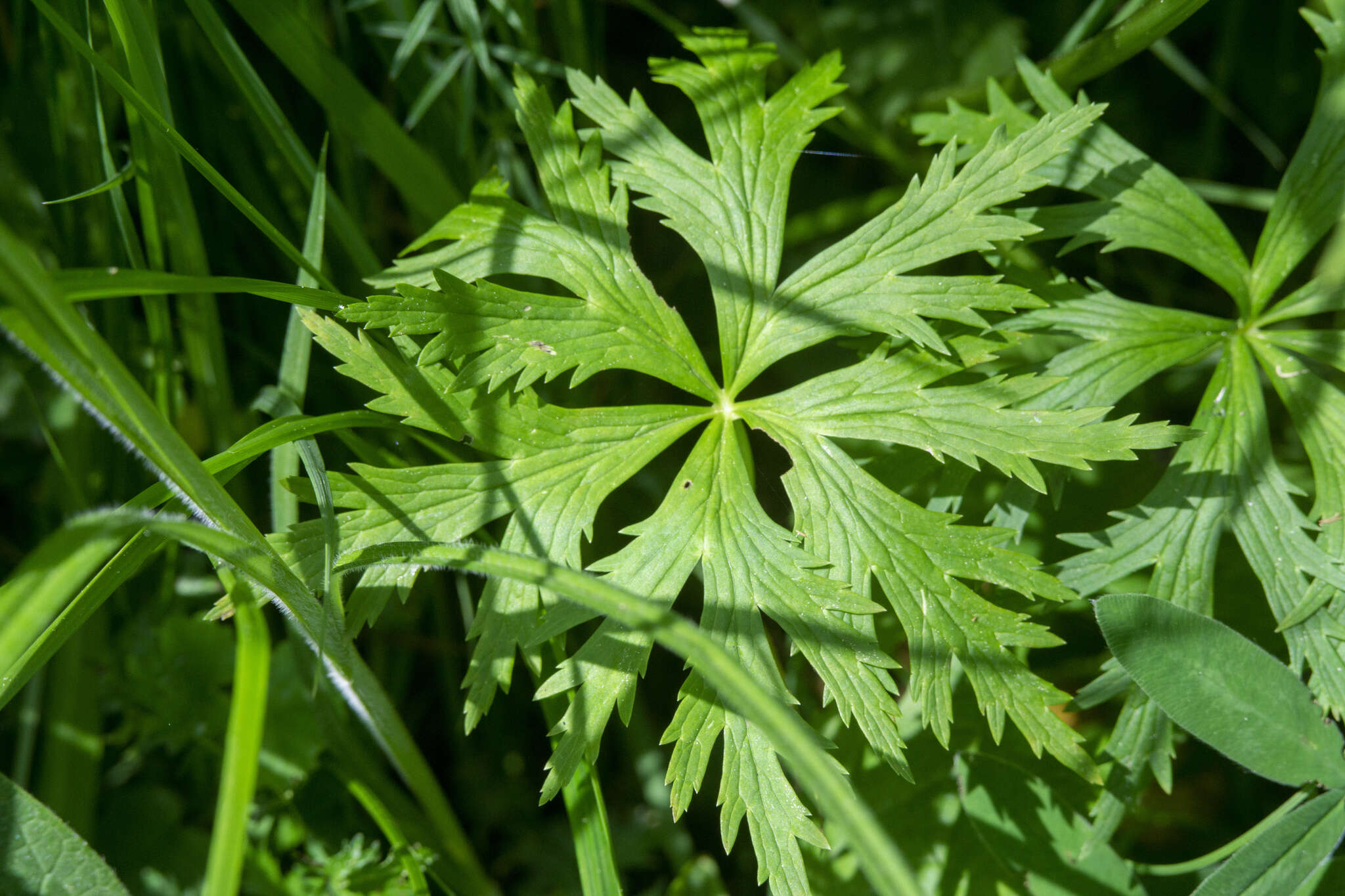 Image of Aconitum lycoctonum subsp. moldavicum (Hacq.) J. Jalas