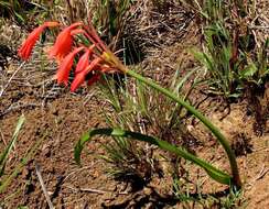 Image of Cyrtanthus bicolor R. A. Dyer