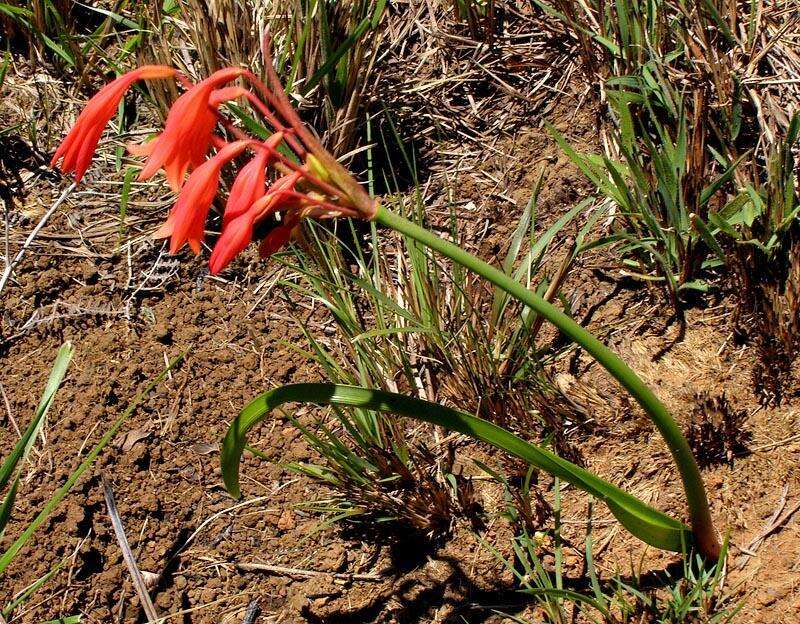 Image of Cyrtanthus bicolor R. A. Dyer