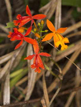 Plancia ëd Epidendrum radicans Pav. ex Lindl.