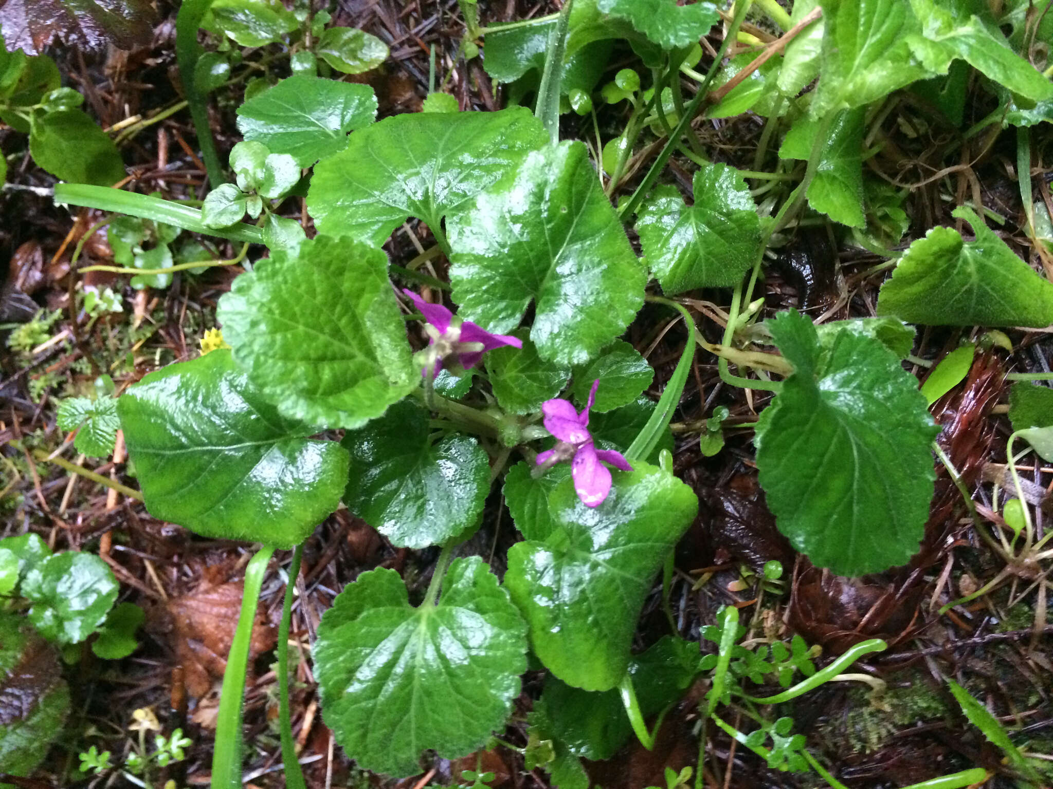 Image of sweet violet