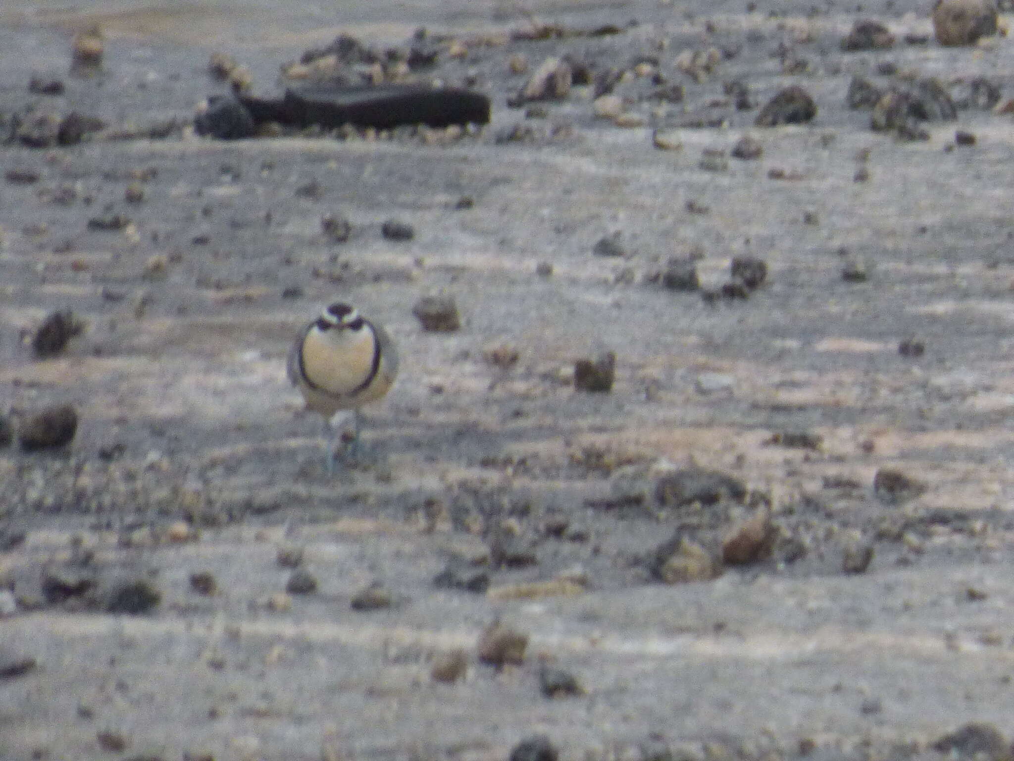 Image of Egyptian plovers