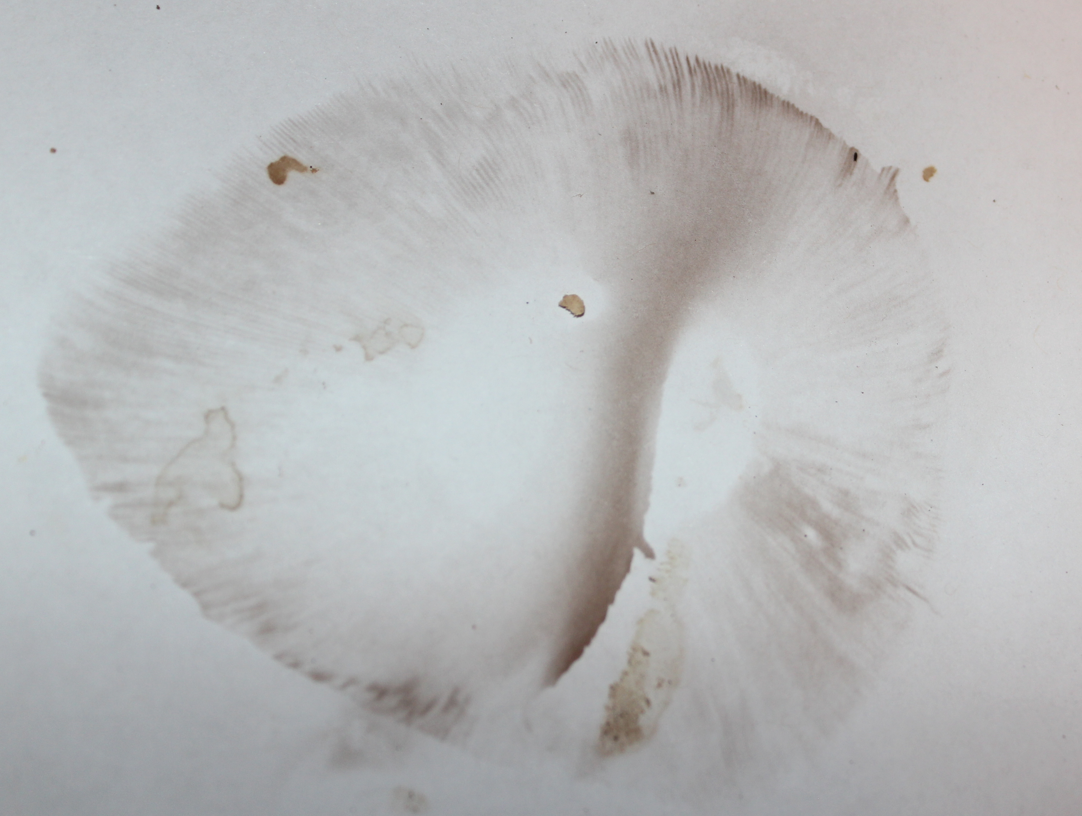 Image of <i>Agaricus xanthodermis</i>