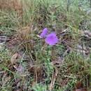 Imagem de Prostanthera howelliae Blakely