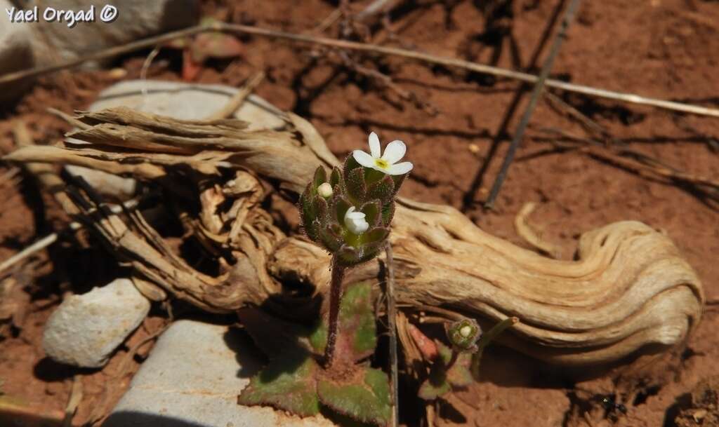 Image of greater rockjasmine