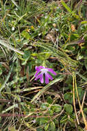 Image of Primula minima L.