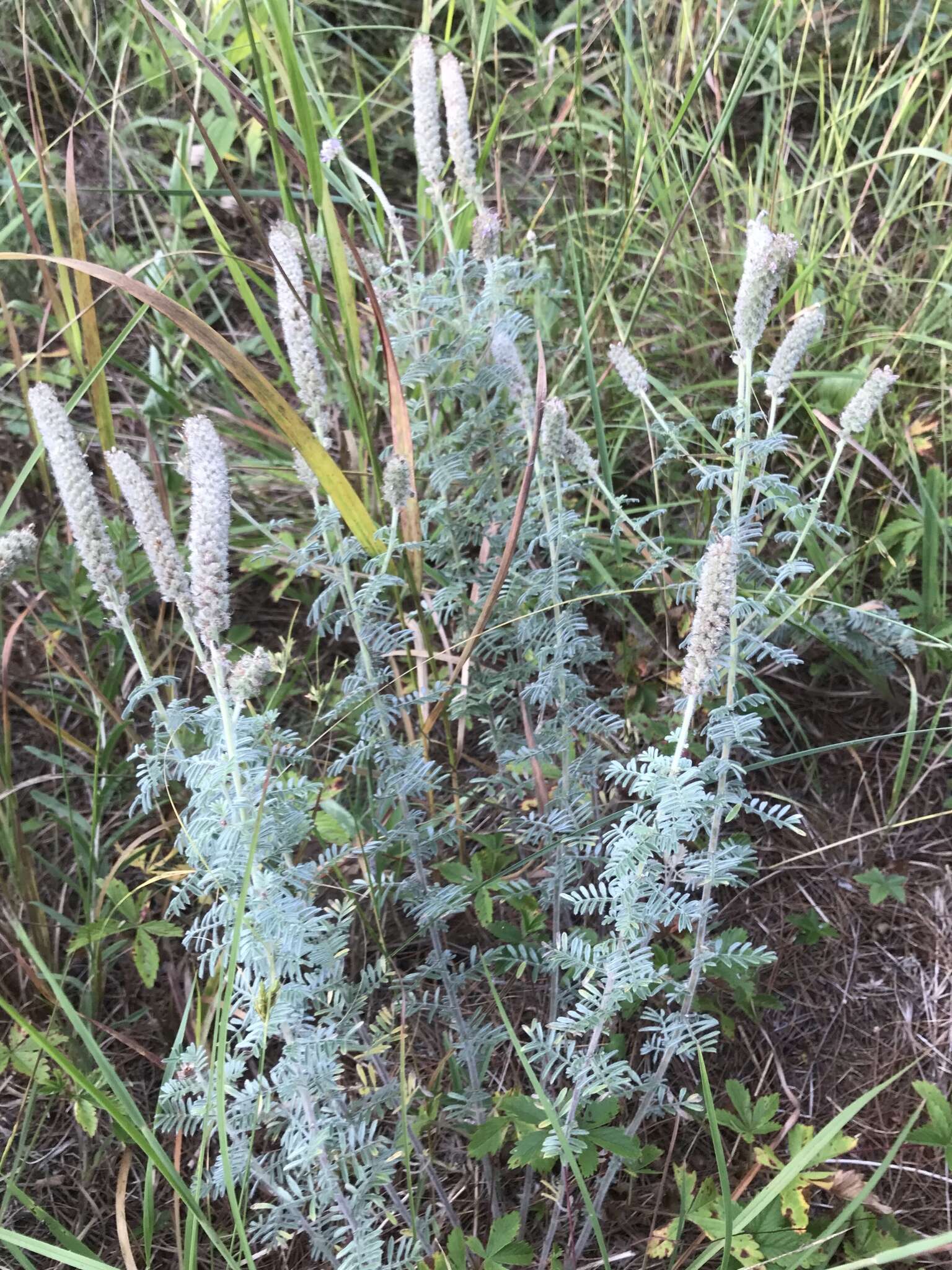 Image of silky prairie clover