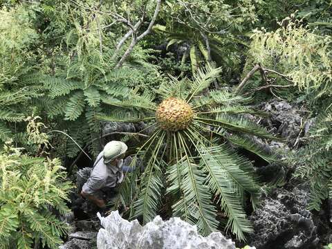 Image of Cycad