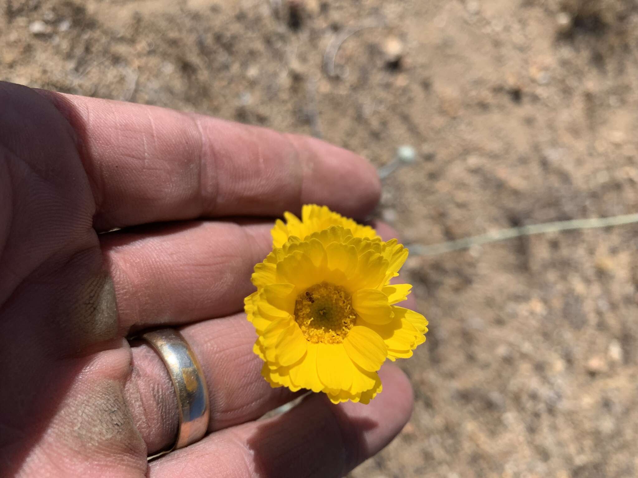 Image of woolly desert marigold