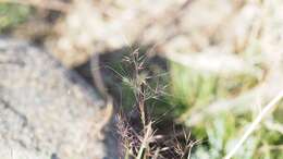 Plancia ëd Muhlenbergia microsperma (DC.) Kunth