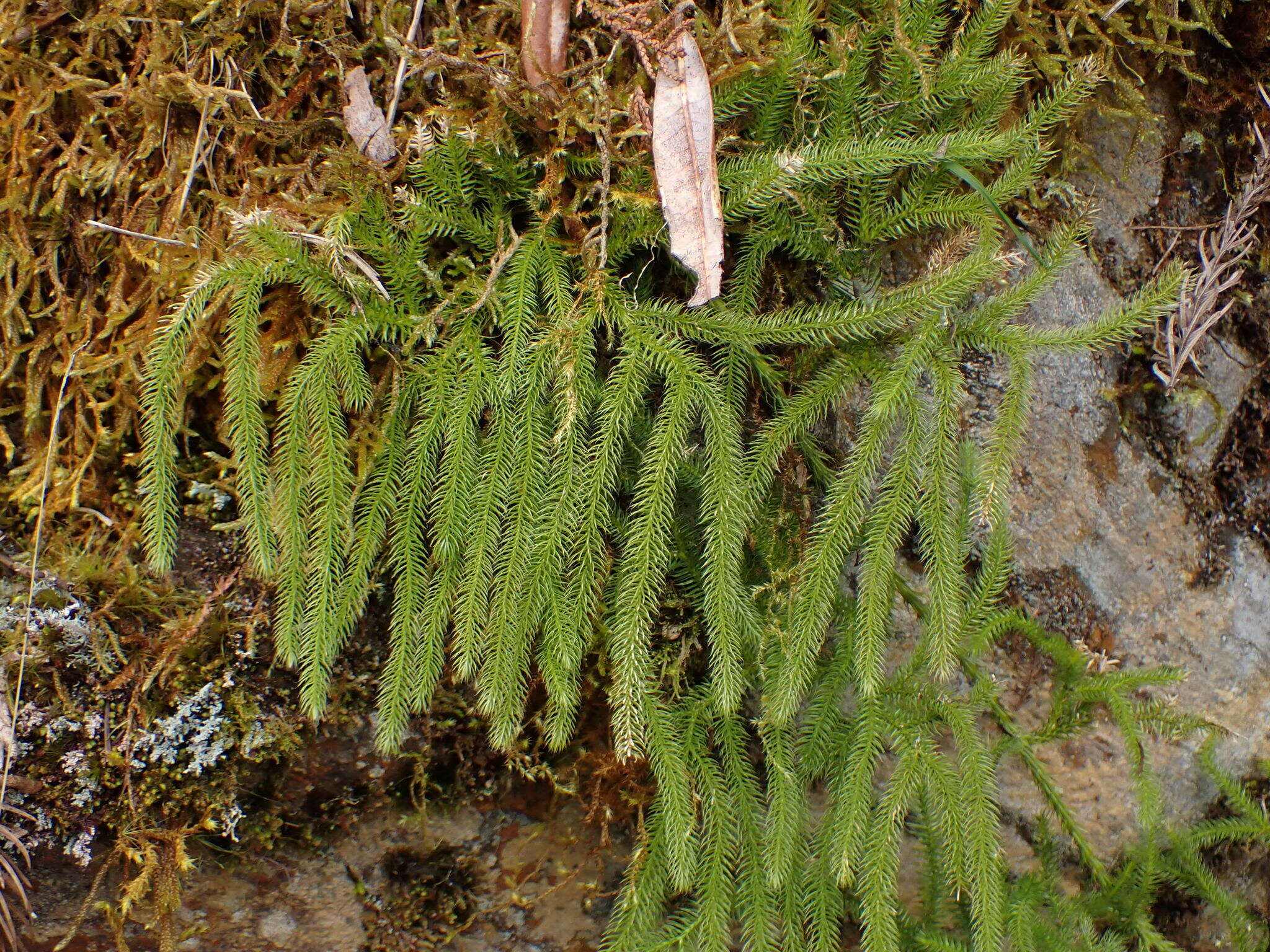 Image of Lycopodium japonicum Thunb. ex Murray