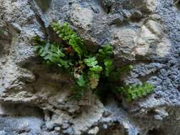 Image of Asplenium jahandiezii (Litard.) Rouy