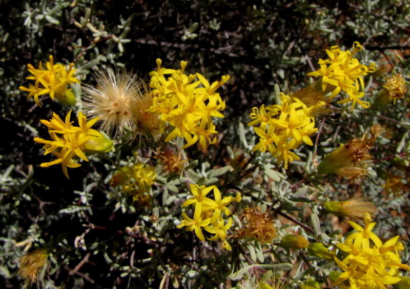 Image of Pteronia incana (Burm. fil.) DC.